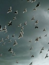 Low angle view of birds flying against sky