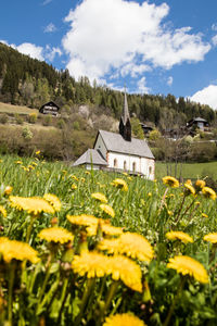 Scenic view of grassy field against sky