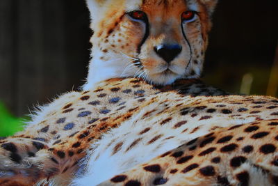 Close-up of a cat