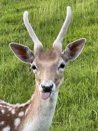 Close-up of deer on grassy field