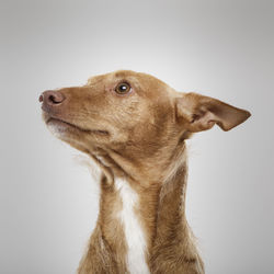 Close-up of a dog over white background