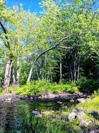 Trees by river in forest against sky