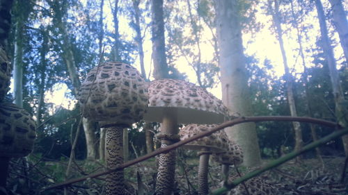 Close-up of giraffe in forest