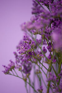 Close-up of purple flowering plant