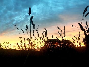 Silhouette plants on field against sky during sunset