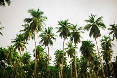 Low angle view of coconut palm trees against sky