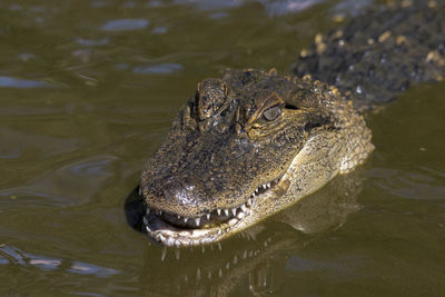 Close-up of turtle swimming in lake