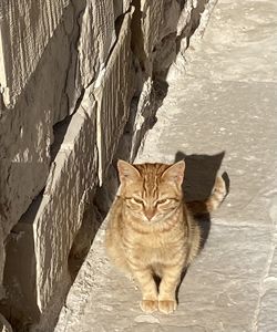 Portrait of cat on wall