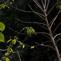 Close-up of green leaves