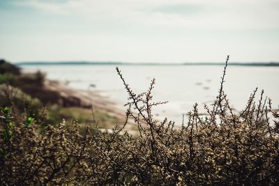 Close-up of plants by sea against sky