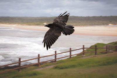 Single crow flying over coast in sawtell beach, nsw