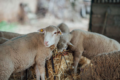 Close-up of sheep at farm