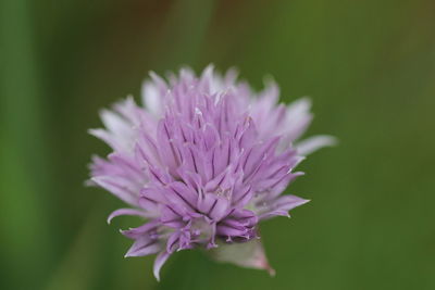 Close-up of pink flowers