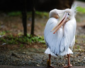 Close-up of white bird on dirt road