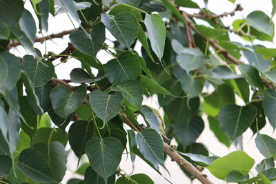 Low angle view of leaves on tree