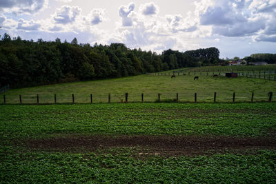 Scenic view of field against sky