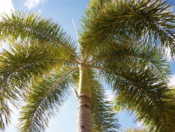 Low angle view of palm trees against sky