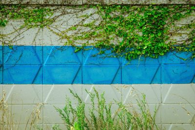 Plants growing on wall by swimming pool