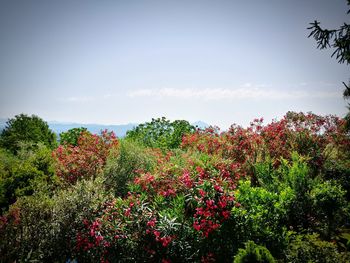 Flowers growing on tree against sky