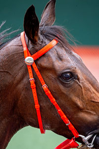 Close-up of horse