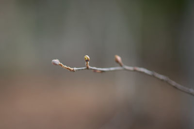 Close-up of flower buds on twig