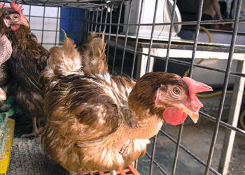 Close-up of birds in cage