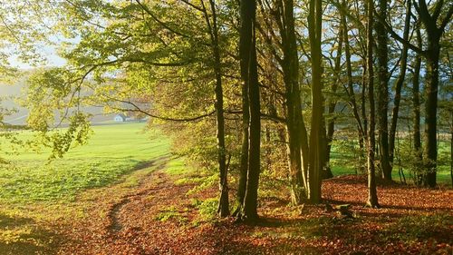 Trees in forest during autumn