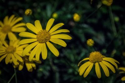 Close-up of yellow flowers blooming outdoors