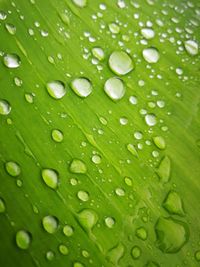 Full frame shot of wet leaves