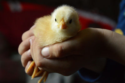 Close-up of a hand holding a bird