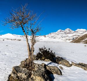 Trees on snow covered landscape against blue sky