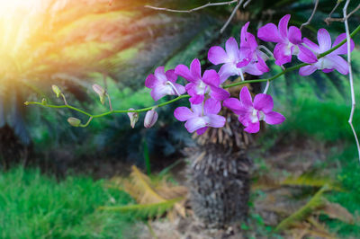 Close-up of pink flowering plant on field