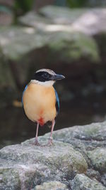 Close-up of bird perching on rock