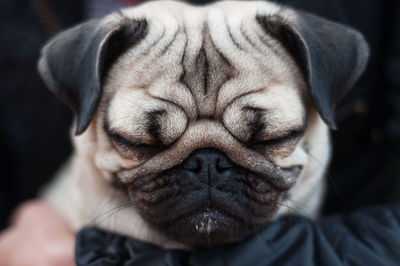 Close-up portrait of a dog sleeping