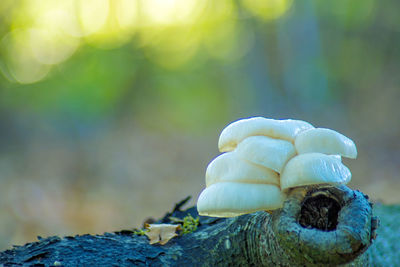 Close-up of a mushrooms
