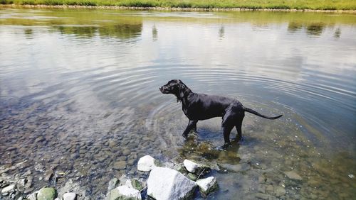 Dogs running in lake