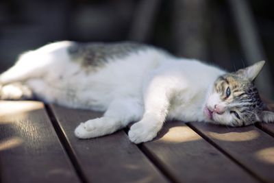 Close-up of cat lying on floor