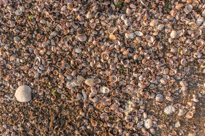 Seashells by the beach