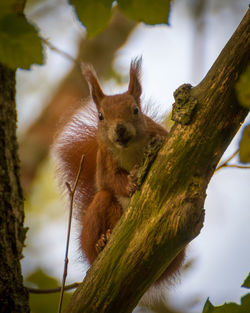 Close-up of squirrel on tree trunk