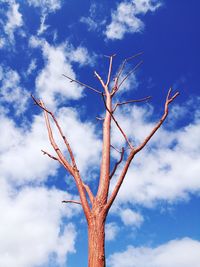 Low angle view of tree against sky