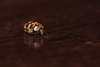 Close-up of insect on wood