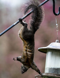 Well balanced black squirrel