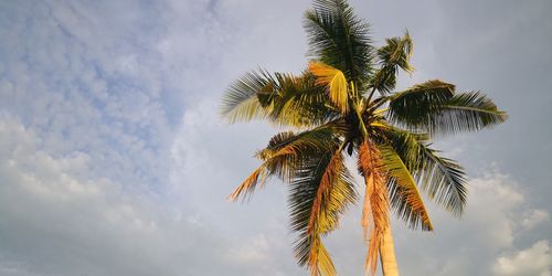 Low angle view of palm tree against sky