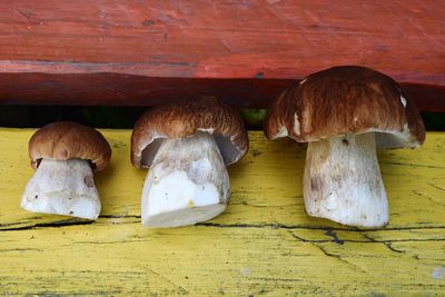 Close-up of mushrooms