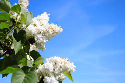 Low angle view of white flowers