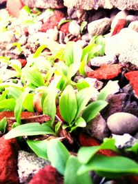 Close-up of fresh green plants