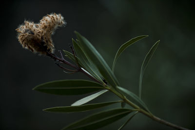 Close-up of wilted plant