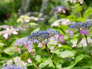 Close-up of purple flowering plants