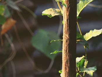 Close-up of lizard on plant