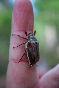 Close-up of hand on leaf